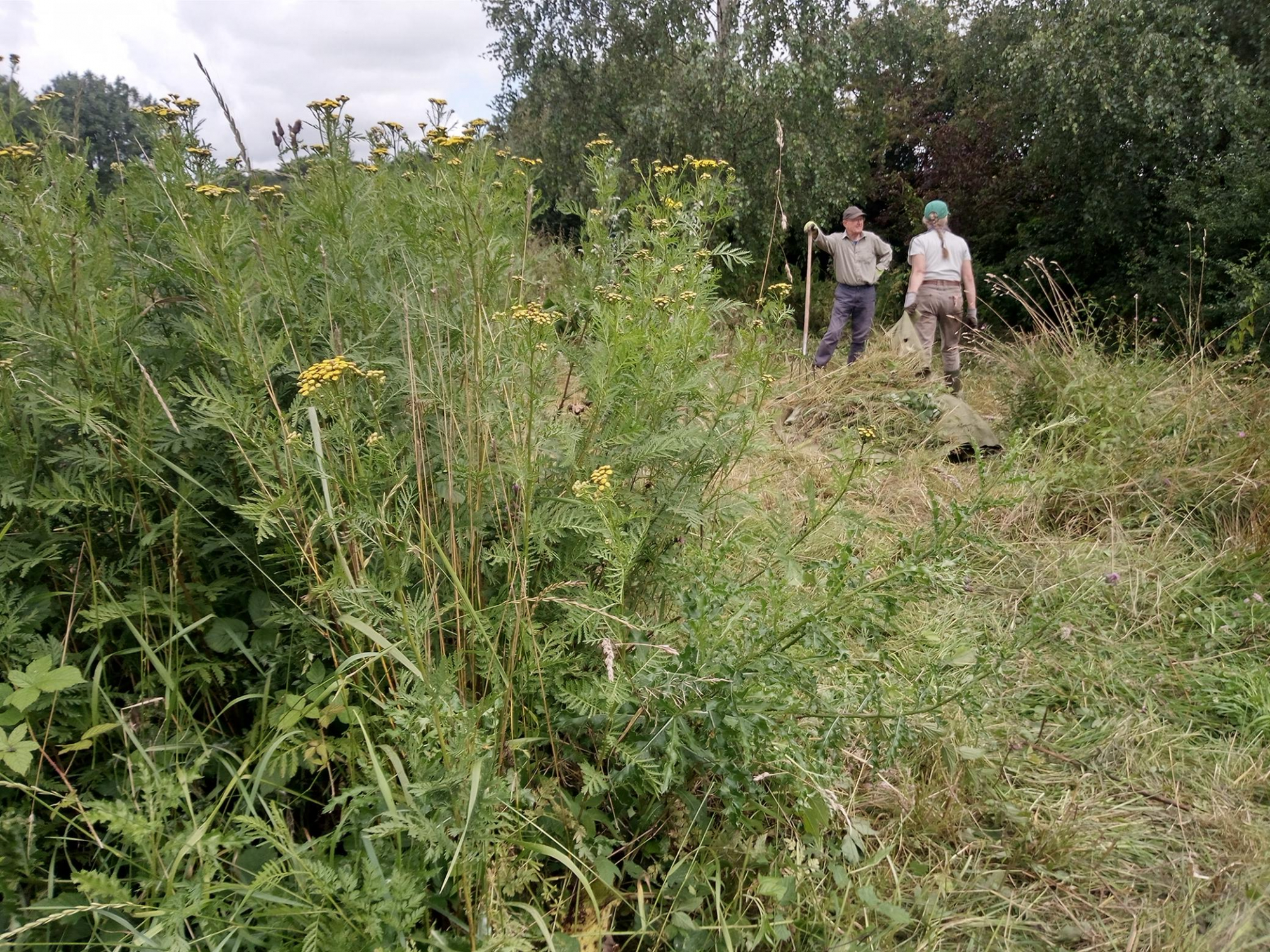 Ouse corridor tansy volunteer pic 2023
