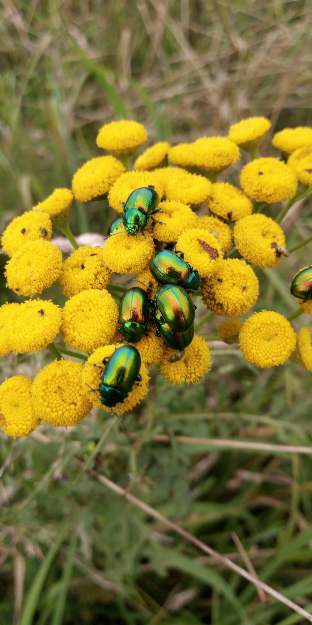 8 bright green beetles known as 'Tansy Beetles'. They are on top of a yellow, button shaped flowerhead called 'Tansy'.
