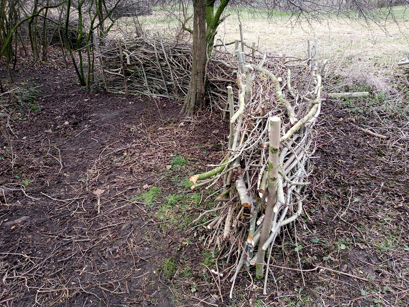 Lots of branches and twigs woven and piled around stakes to make a 'dead hedge'.