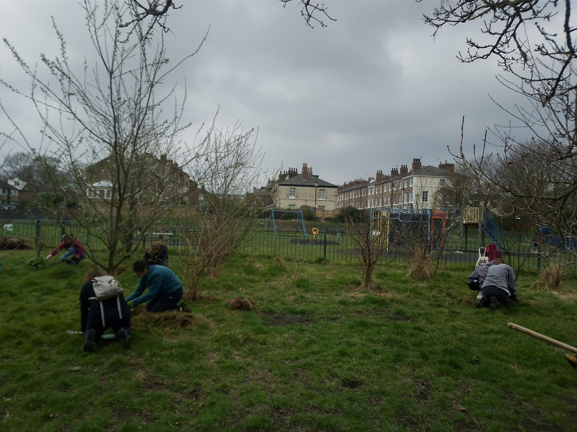 Weeding on Scarcroft Orchard. 7 people are crounched on the ground weeding around young trees. There is a childrens play area and housing in the background. The day is overcast and dry.