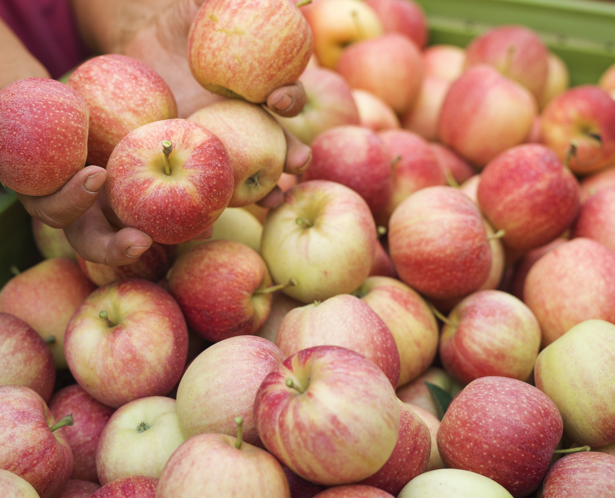 apple-fruit-harvest-orchard new