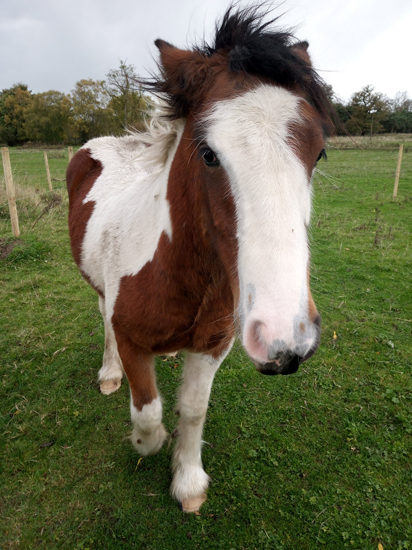 Horse closeup